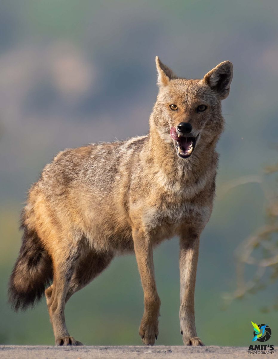 The Changemakers Swanzal Kak Kapoor, Latika Thukral and Vijay Dhasmana